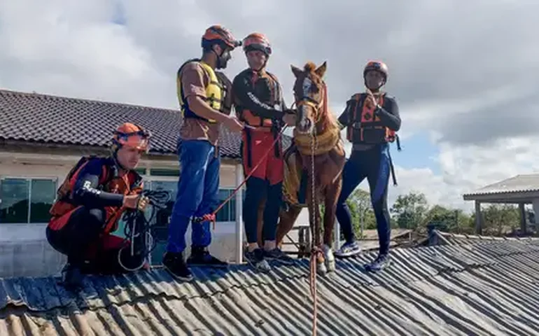 Cavalo Caramelo ganha dezenas de perfis na internet quase uma semana após ser resgatado no Rio Grande do Sul