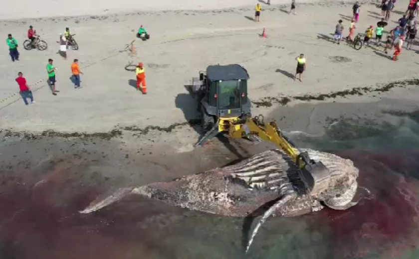 Em parceria com o Instituto Biota, Alurb remove baleia encontrada morta na Praia de Ponta Verde