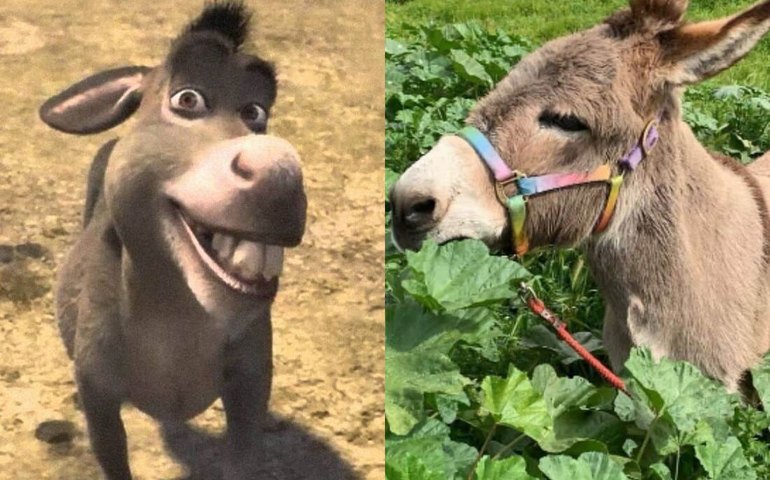 Burro que serviu de inspiração para personagem em Shrek está doente e precisa de doações