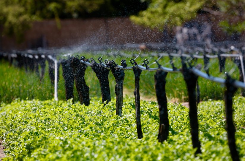 Termina dia 30 o prazo para regularização de dívidas rurais no BNB com descontos de até 95%