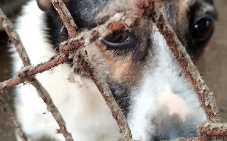 Justiça torna ré mulher que manteve 300 cães e gatos em ‘situação deplorável’