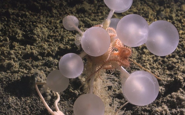Projeto de censo marinho identifica mais de mil novas espécies nas profundezas do oceano