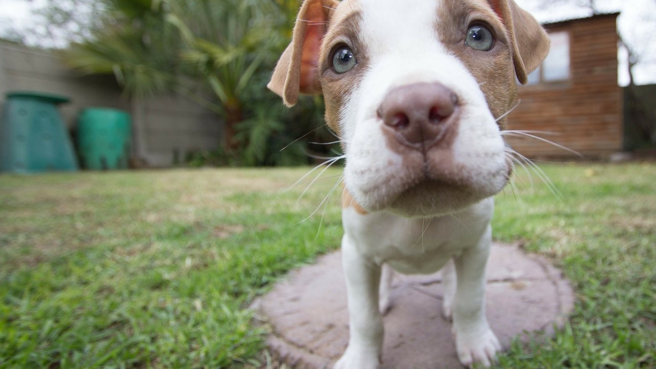 Insolação, sangramentos e queimaduras: Animais de estimação sofrem com a onda de calor na Ásia