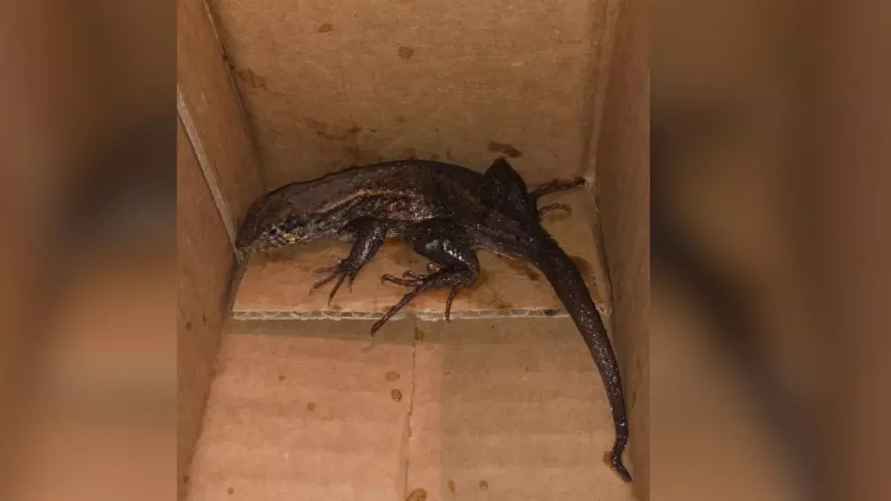 Colômbia: mulher compra AirFryer online e pacote vem com um lagarto dentro; assista ao vídeo