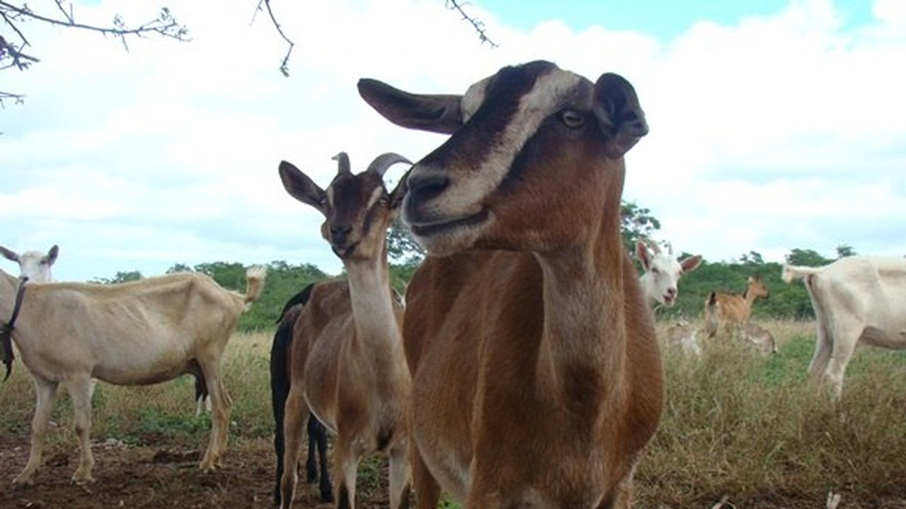 Programas de agricultura terão reforço no período da seca