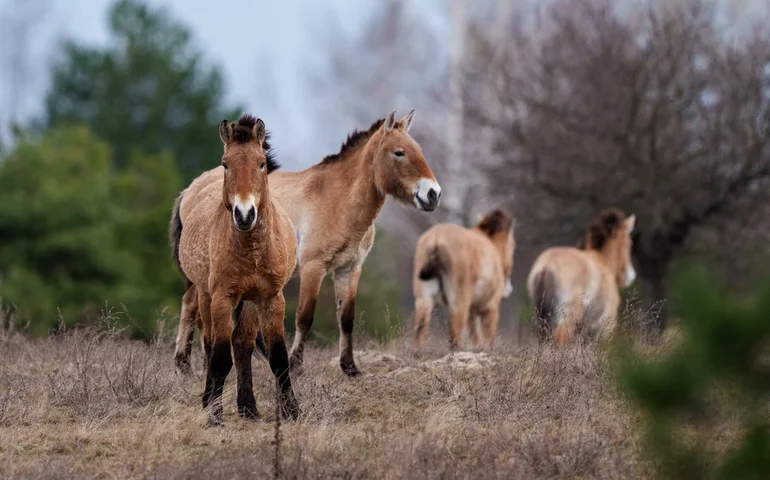 Paisagem radioativa de Chernobyl é um testemunho da resiliência e do espírito de sobrevivência da natureza