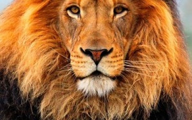 Imposto de Renda 2022: Quem é obrigado a declarar o IR?