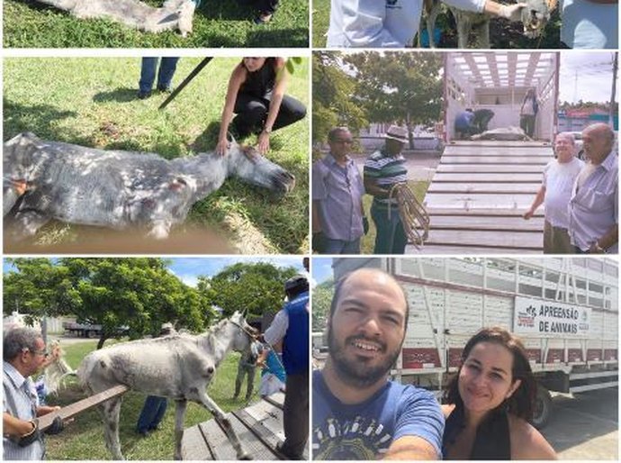 OAB mobiliza Centro de Zoonoses e PM para socorrer cavalo abandonado