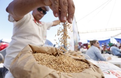Governo distribuirá 200 toneladas de sementes de arroz na próxima semana