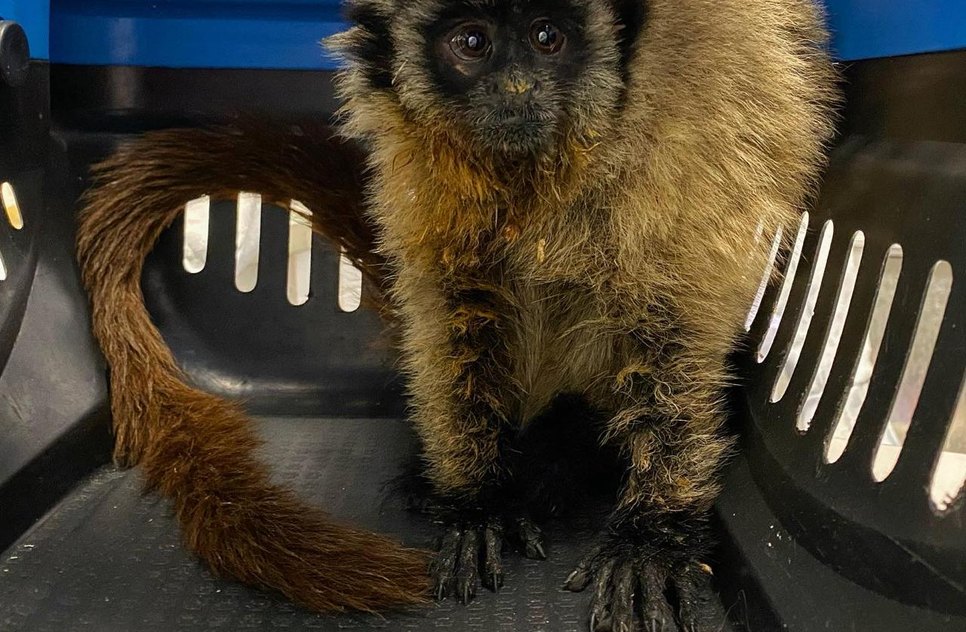 macaco guigó