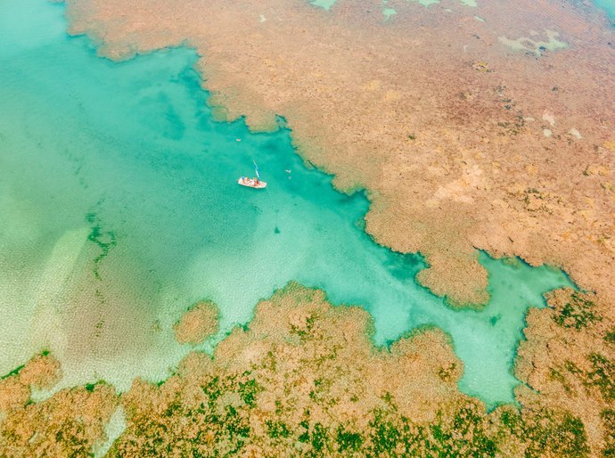 Projeto Corais de Alagoas chega a 500 corais em cultivo no mar do estado