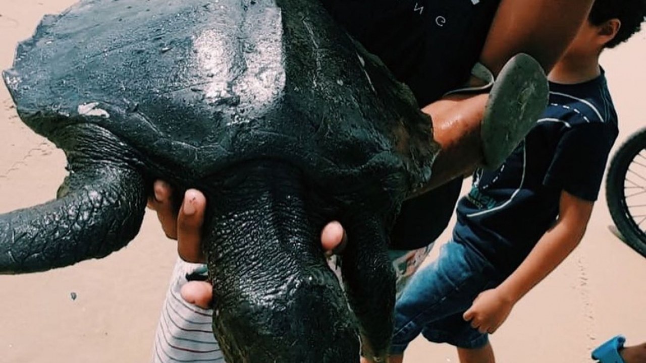 Ocorrências de fauna marinha oleada no litoral de Alagoas