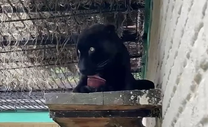 A onça-pintada Pelé foi transferida para o zoológico Ecopark Sol & Mar