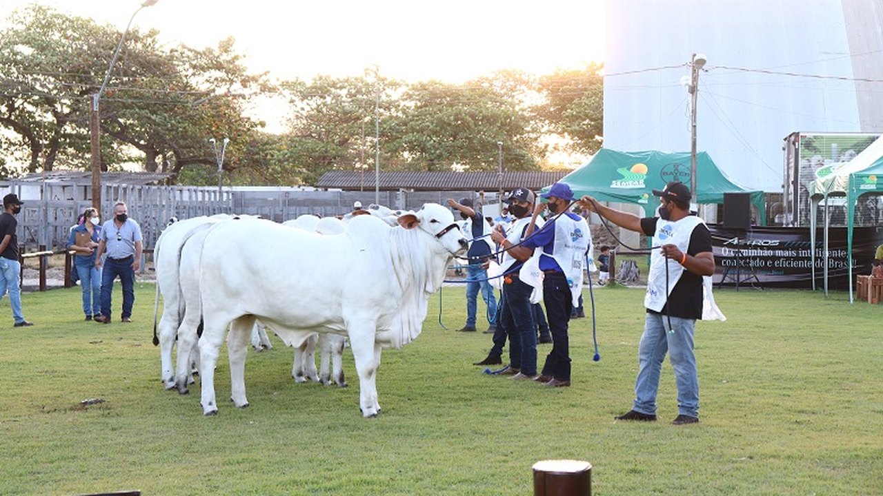 70º Expoagro/AL já é sucesso no agro brasileiro em 2020