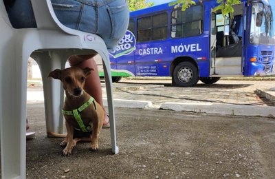 Programa Castra Pet abre novo cadastro em Penedo na próxima segunda (10)