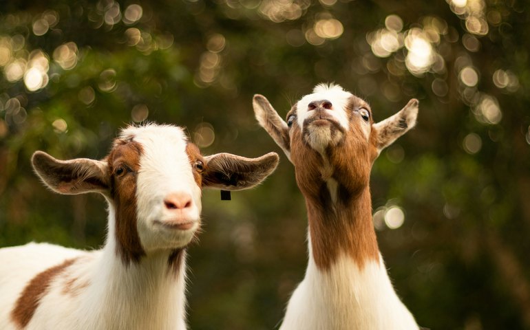 Como cabras sobreviveram por mais de 200 anos em ilha sem água doce na Bahia