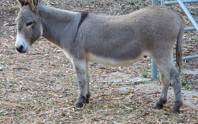 Burro que serviu de inspiração para 'Shrek' está doente e precisa da ajuda de fãs