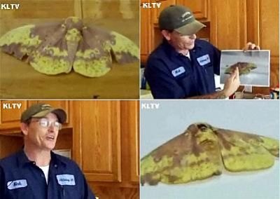 Mariposa no Texas