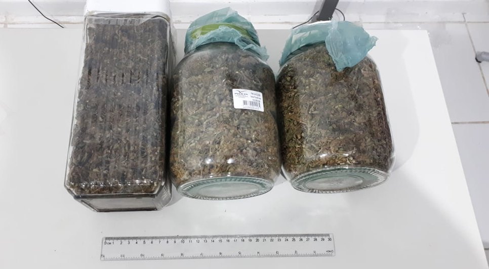apreensão maconha