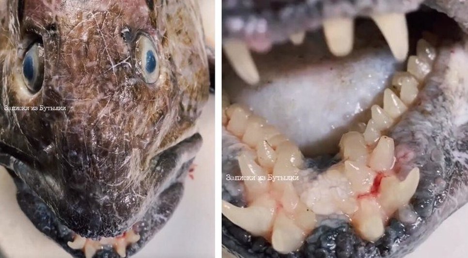 peixe-profund-pescador-instagram-viral-24082023171241755