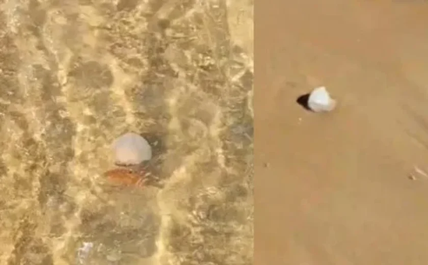 Infestação de caravelas na Praia do Francês assusta banhistas e deixa feridos