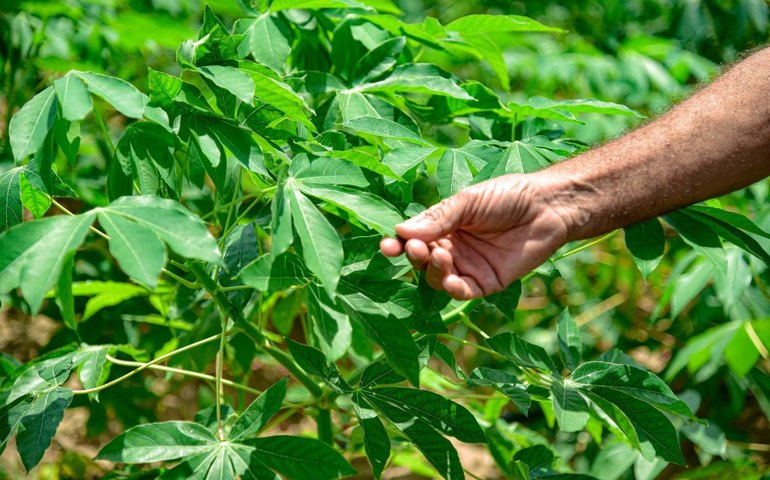 Arapiraca fortalece cultura da mandioca com oficina de produção de manivas