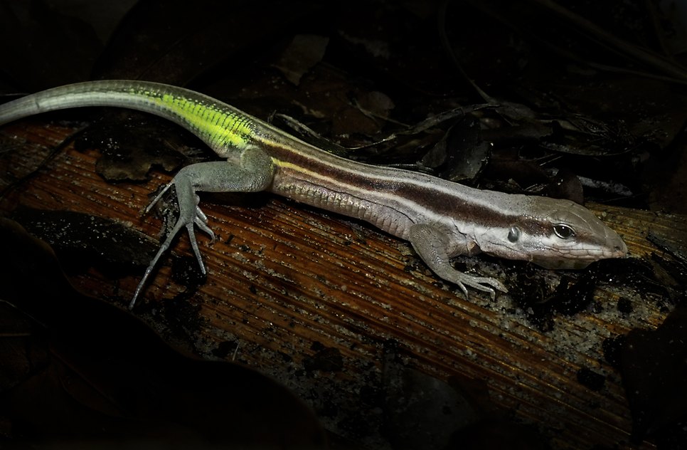 LAGARTO GLAUCOMASTIX ITABAIANENSIS  / Foto: Divulgação 