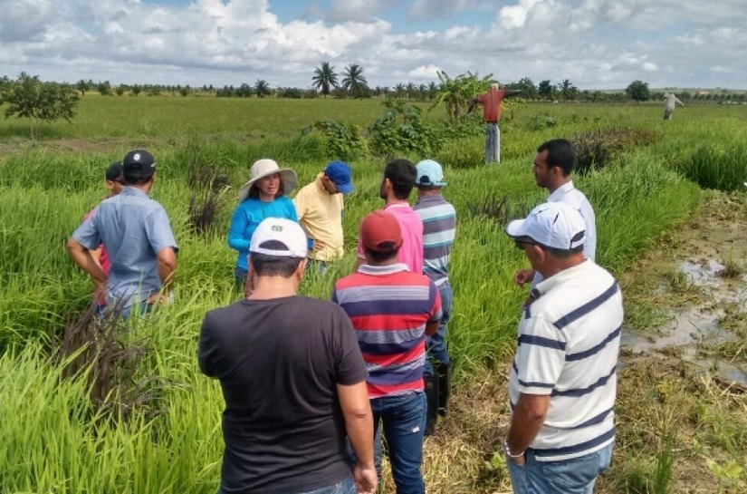 Agricultores e técnicos de assistência aprendem sobre doenças do arroz
