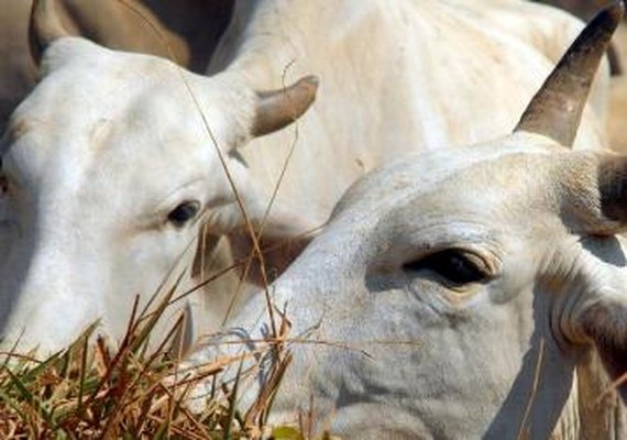 China e Arábia Saudita retomam importação de carne bovina do Brasil em dezembro