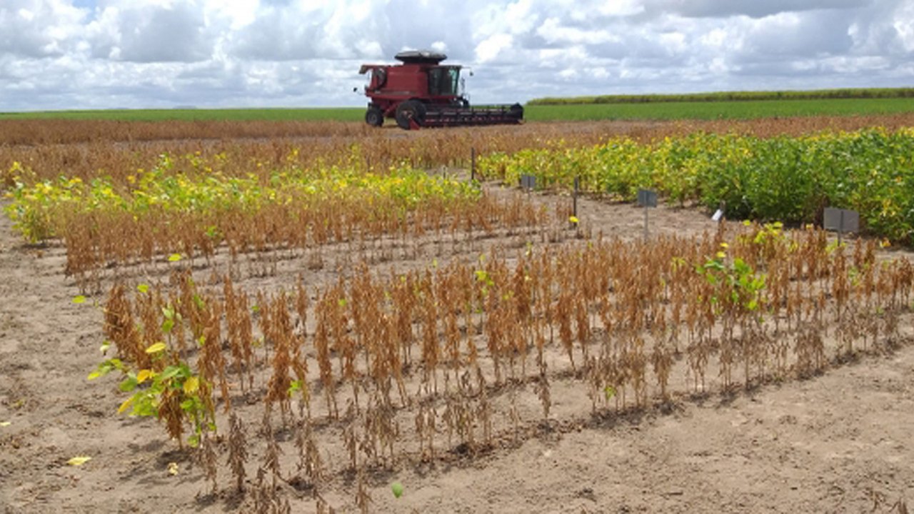 Plano AgroNordeste é lançado em Alagoas; nesta etapa serão contemplados 8 municípios