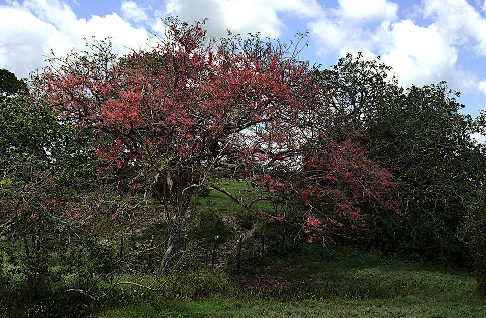 flores primavera