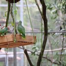 Papagaios Chauás serão transferidos para viveiro de aclimatação em reserva ambiental na região do Rio Niquim