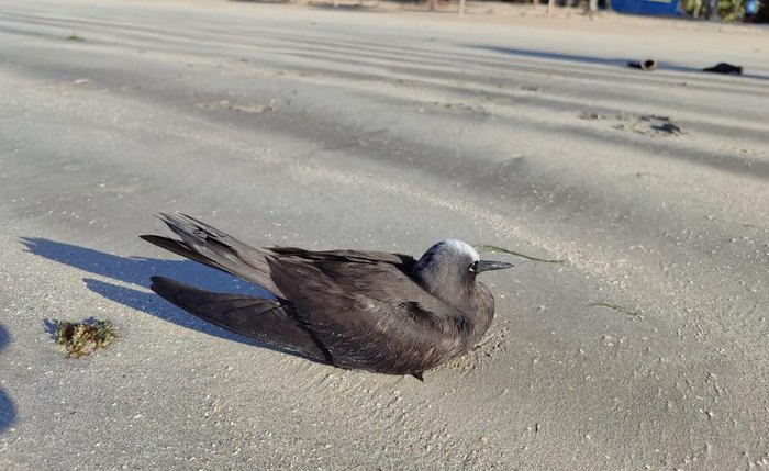 Ave descansa na areia da praia e população deve respeitar a distância