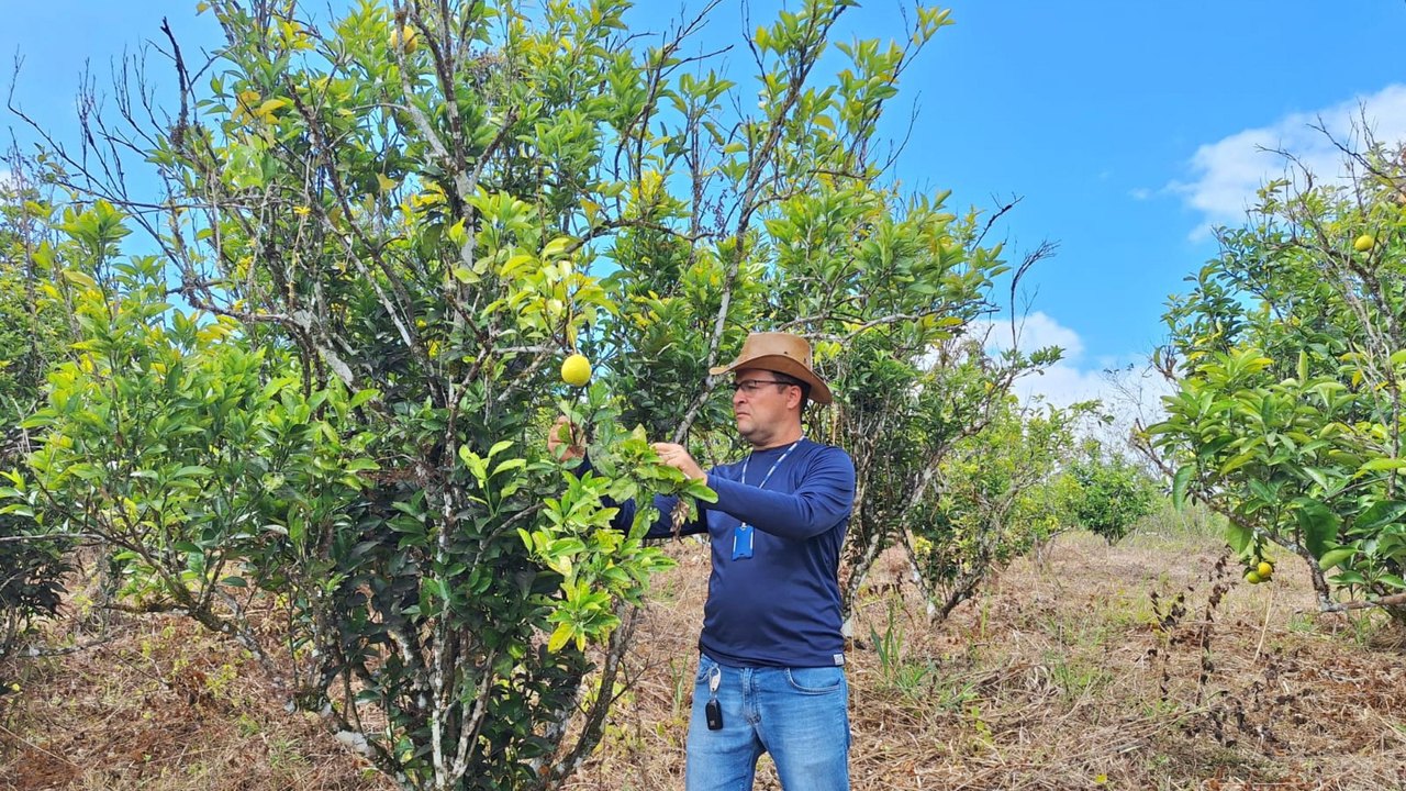 Adeal realiza trabalho de campo para manutenção da área livre de doença que atinge a laranja
