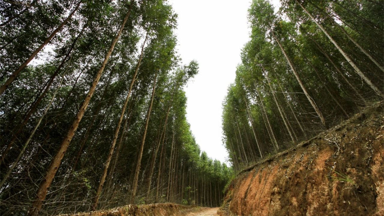 Projeto Silvicultura em Alagoas dará continuidade às pesquisas e capacitações em 2021