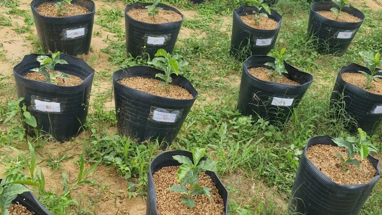 Pesquisadores da Uesb descobrem nova função para casca do café na produção agrícola