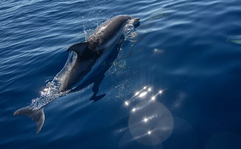 No Japão, banhistas são alertados após série de ataques de golfinhos