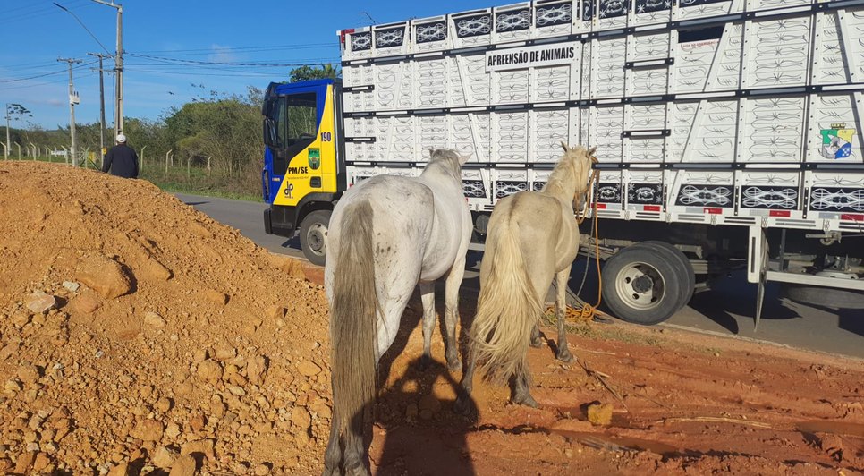 animais em rodovias estaduais / Foto: Fonte: BPRv