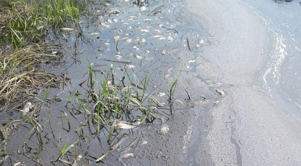 peixes-e1611677933266.jpg / Foto: Redes sociais
