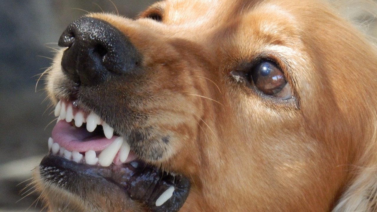 Como identificar e agir aos comportamentos reativos dos cães