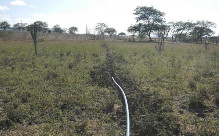 Polícia Federal destrói 36 mil pés de maconha em Pernambuco