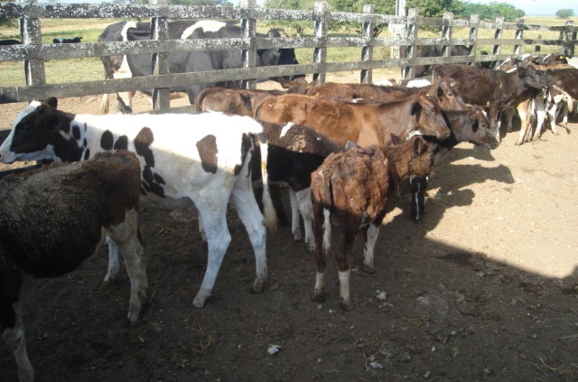 Adeal inicia a primeira etapa da campanha de vacinação contra a brucelose