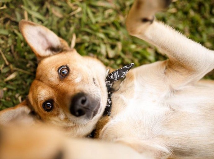 Prefeitura de Maceió realiza Feira de Adoção Animal, neste sábado