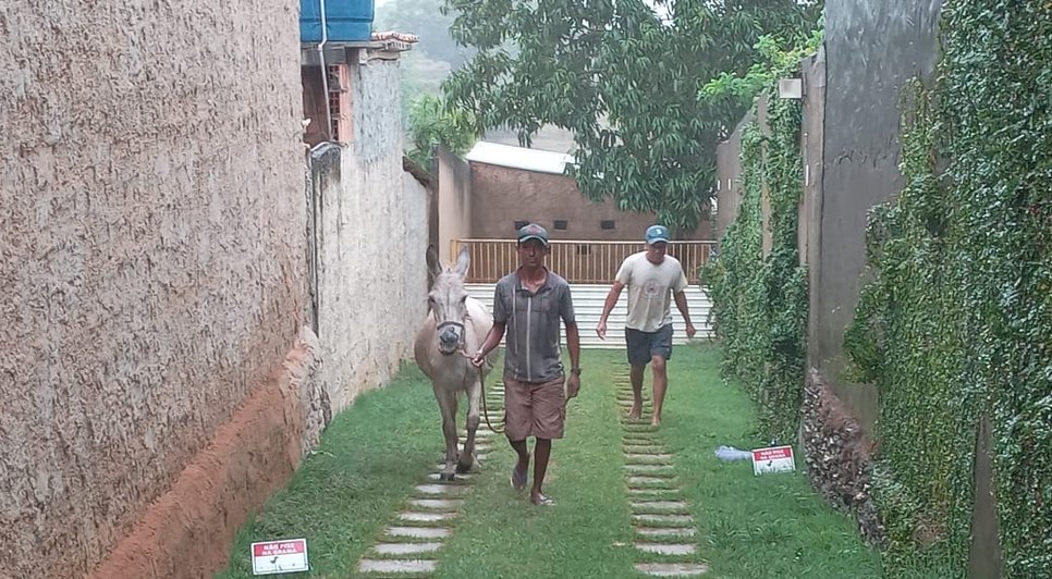 Protetora de animais é investigada por exigir entrega de animal sem ordem judicial