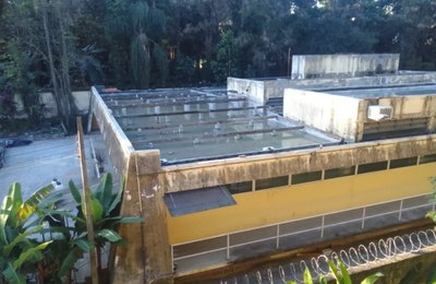 Em meio a epidemia de dengue, SAP vira criadouro de mosquitos