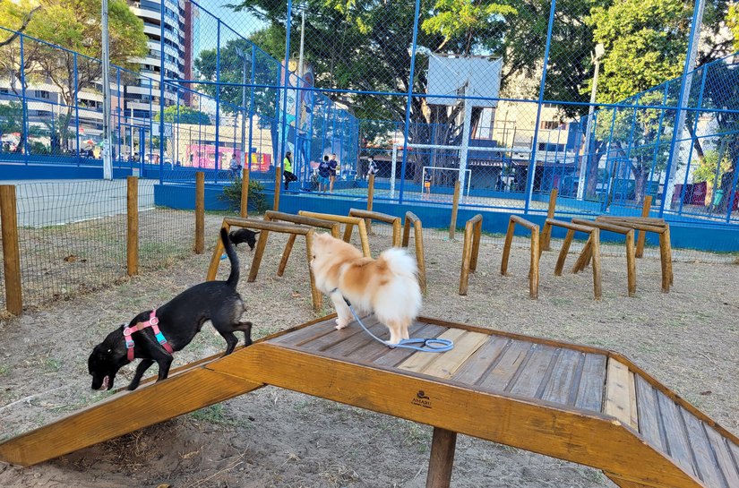 ParCão: Parques para pets fazem sucesso na capital