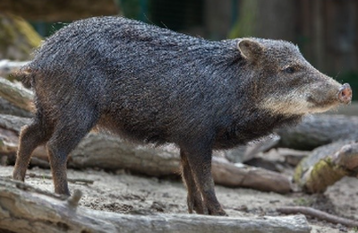Queixada desafia produtores a proteger plantações e manter o equilíbrio com a fauna