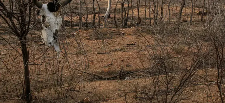 Desertificação no Brasil ameaça água, alimento, clima e biodiversidade.  Nordeste brasileiro é o mais afetado pelos processos de seca e desertificação. Crédito: ASA / Divulgação