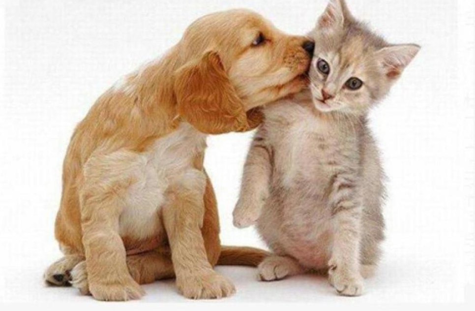 animais adoção