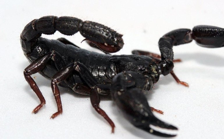 Veneno de escorpião da Amazônia é capaz de matar células do câncer de mama